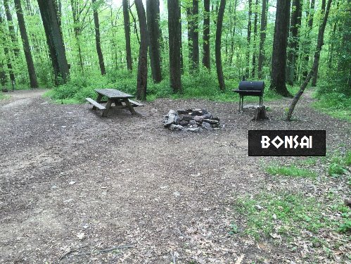 Bonsai Tree Cottage Campsite