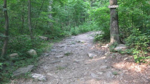 Cougar Tent Campsite