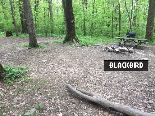 Blackbird Tree House Campsite