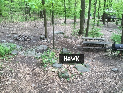 Hawk Tree House Campsite